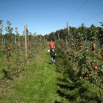 apple3