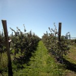 apple4