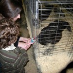 feeding chickens