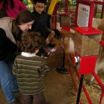 feeding llamas